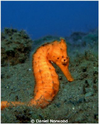 Seraya seahorse. I visited this seahorse on numerous occa... by Daniel Norwood 